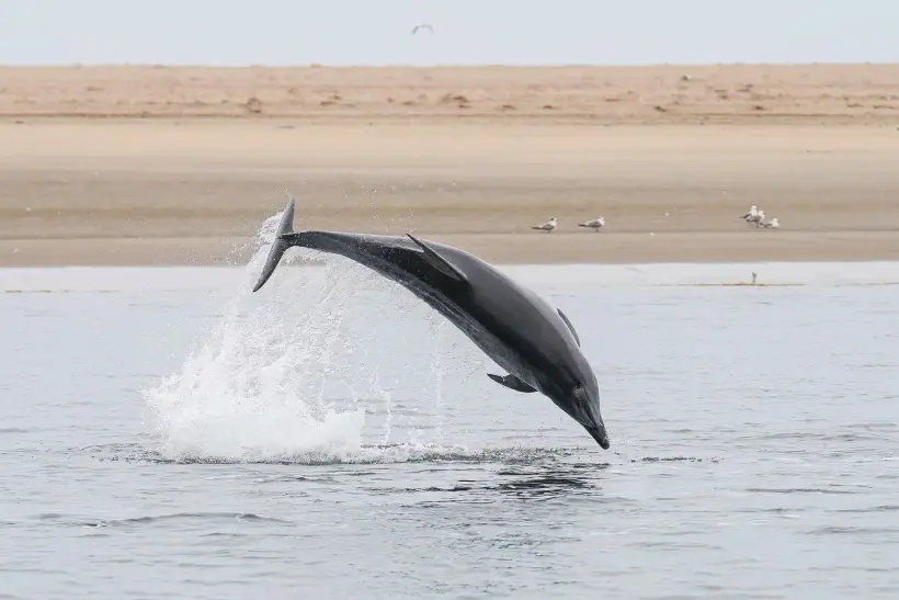 Dolphin Bay - Shallow Water