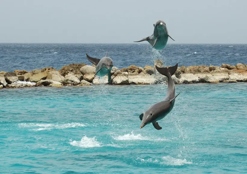 Dolphin Bay - Deep Water