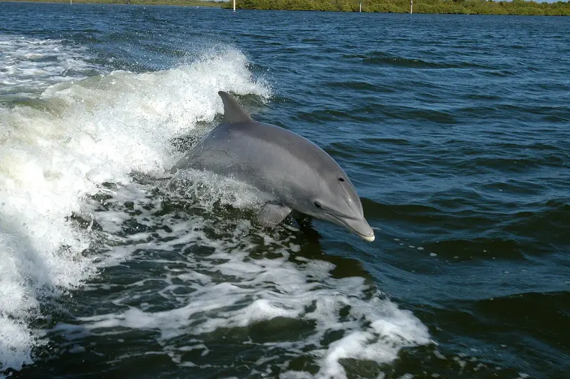Dolphin Bay - Meet & Greet