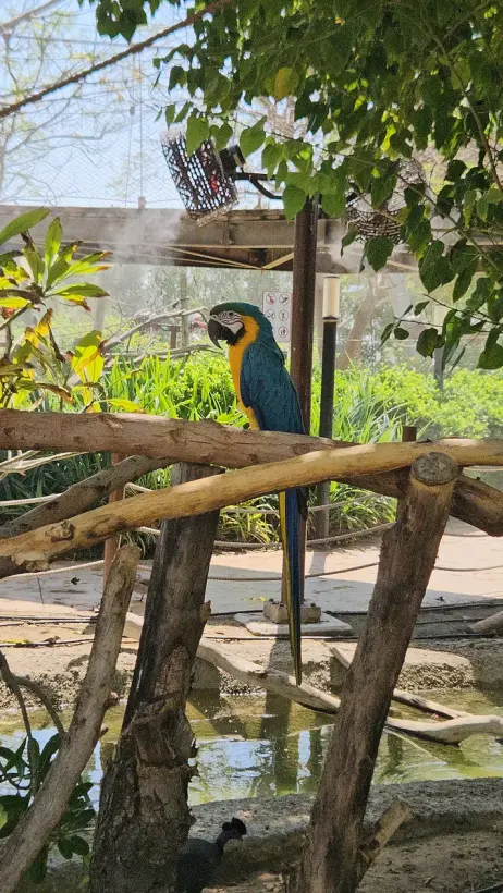 Dubai Safari Park Day Pass