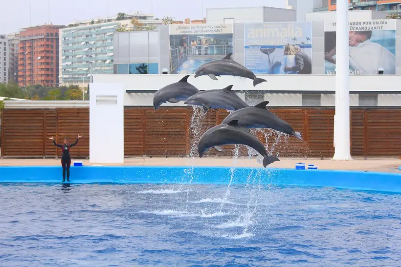 Dolphinarium Show